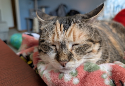 Pixel 9 Pro XL